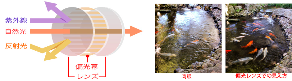 クリックAviator/アビエーター サイズ